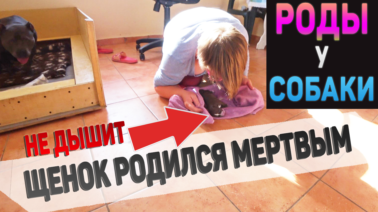 Щенок не дышит