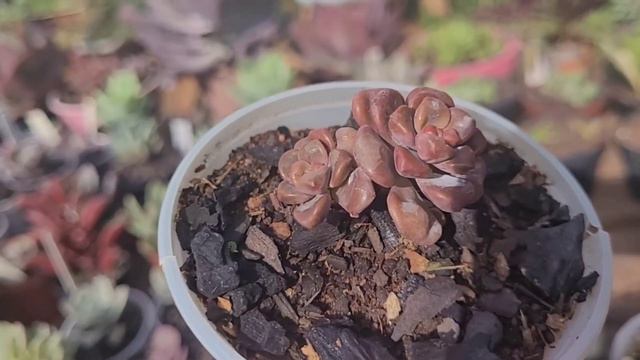 CANTEIRO DE CAULES DE SUCULENTAS NO CHAO смотреть онлайн