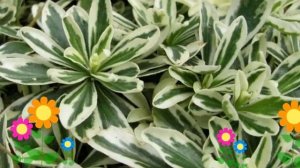 Арабис фердинанда кобургского Variegata. Краткий обзор, описание характеристик, где купить саженцы