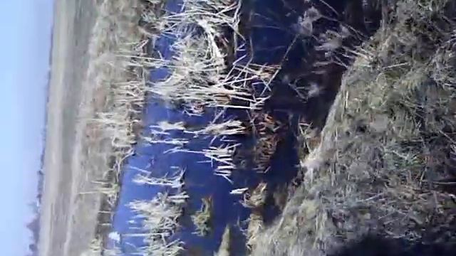 Ягтерер на прогулке смотреть онлайн