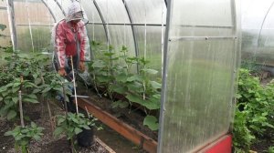 6 соток 17 июня 2024 года. Хроника.