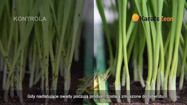 Skuteczność działania Karate Zeon смотреть онлайн