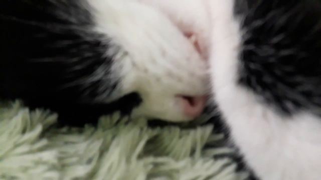 Будни Мони и Тимони #МОНЯиТИМОНЯ #Смешныекошки смотреть онлайн