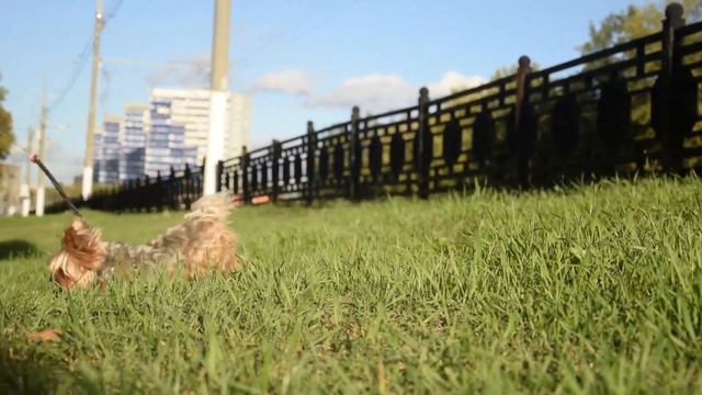 Yorkshire terrier Mikki tricks/ Йоркширский терьер Микки трюки смотреть онлайн