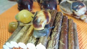 #УЛИТКИПРОДАЖА ИКТЕРИКА , МАРГИНАТА МАРГИНАТА#КУПЛЮУЛИТКУПРОДАЮАХАТИН#ПИТОМНИКМАРИМИСТИК#улиткиновы