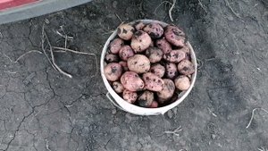 Еду собирать картошку во время вспашки в колхозном поле, можно и не сажать в своем огороде.