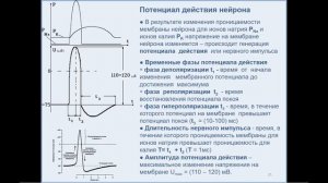 09.50 Биофизика Лекция 5