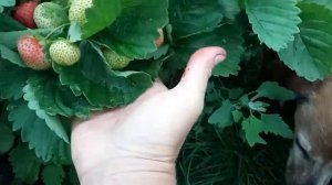 земляника Сенсация смотрим плюсы и минусы выращивания в сырую погоду
