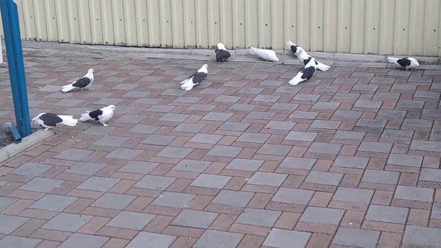 У Дмитриевича Зелененко А смотреть онлайн