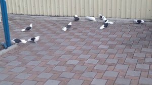 У Дмитриевича Зелененко А