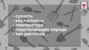 Размышление о микоризе, лесной подстилке и микоризных препаратах.