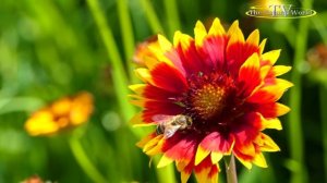 Полевые цветы. Звуки природы птицы /The most pleasant video  Wildflowers/#Полевые #цветы #Звуки #K4