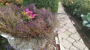 Обзор дачи 9 сентября 2020 г.