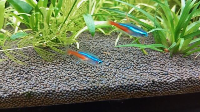 Грунт пропант в аквариуме мой отзыв #nik_72 смотреть онлайн