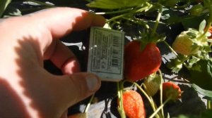 Обзор клубники Клери, Альба, Сирия и Альбион. Провели уже 5 сборов. Ранняя клубника в туннелях.