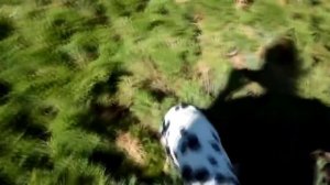 Ты даже не знал,что такие существуют, Топ 10 самых красивых собак в мире