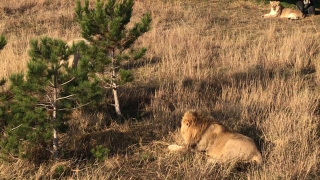 В ожидании кормления) Тайган Waiting for feeding) Taigan смотреть онлайн