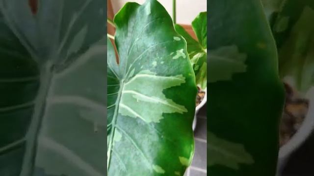 Alocasia odora okinawa silver ??