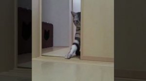 Cat Кошки Котята Коты #Shorts 985.mp4