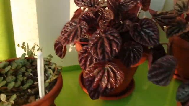 Ещё цветули. Апрель 2018г. смотреть онлайн