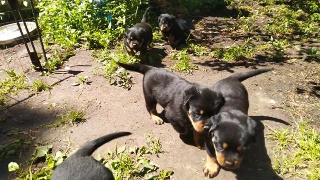 Щенки ротвейлера 1 месяц смотреть онлайн