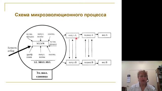 Биология 9. Современные представления об эволюционном процессе. Микроэволюция
