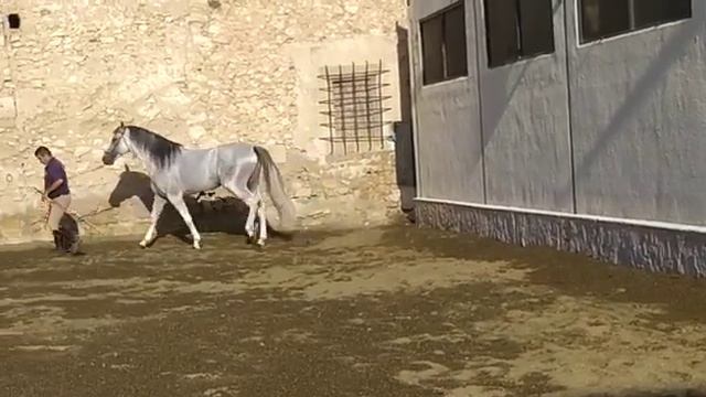 Лошадь Чистокровной Испанской породы на продажу смотреть онлайн