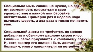 Саванна, уход и содержание, Породы кошек
