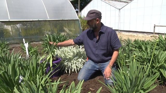 CHOOSING & GROWING AGAPANTHUS смотреть онлайн