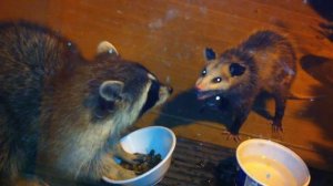 Raccoon vs. Possum