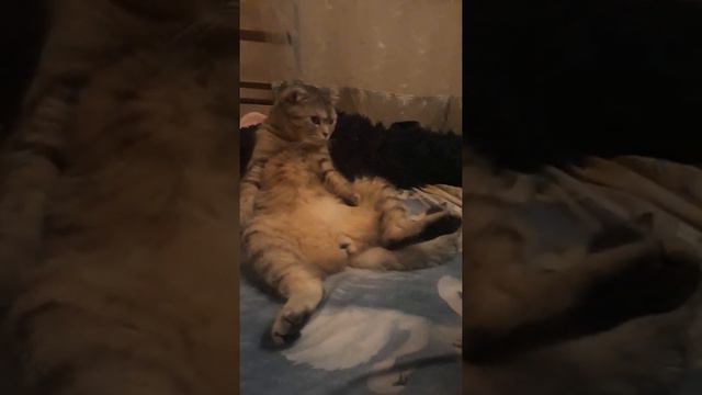 Кот зависает ! смотреть онлайн