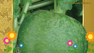 Редька Маргеланская. Краткий обзор, описание характеристик, где купить семена Margelanskaya