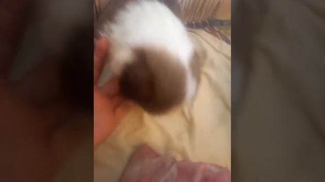 Мне подарили щенка!!! смотреть онлайн