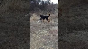 Немецкая овчарка против хаски