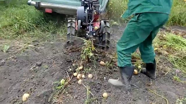 Копаем картошку