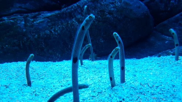 Footage of Garden Eels (Heteroconger sp.) at the Monterey Bay Aquarium (Creative Commons) смотреть онлайн
