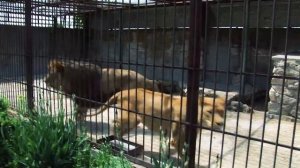 Очерк о берберийских львах