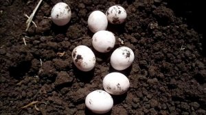 Мальчик нашел в песочнице маленькие белые яйца.Все были в ужасе, когда увидели, кто из них вылупилс