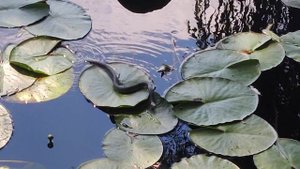 #Змея Уж Grass #Snake 4k Video - Природа и Жизнь Речных Животных Украины River #Nature Life