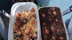 как прорастить грецкий орех