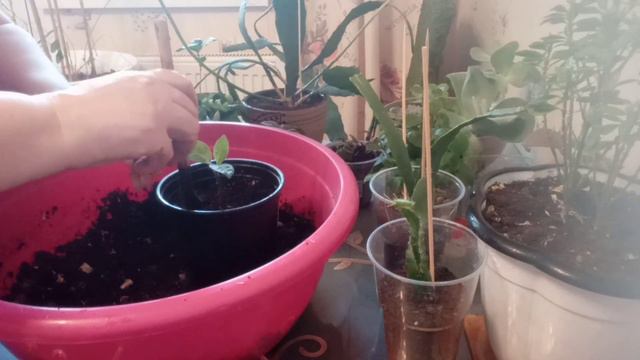 Помыла кота, готовлю, сажаю цветы.