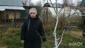 Защищаем кору  деревьев от повреждения зимой  мышами и зайцами.