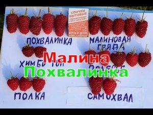 Малина Похвалинка
