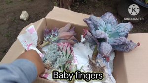 RARE‼️Carunculated Echeveria Mary Ethel || Unboxing 16.0 Merjhen's Garden