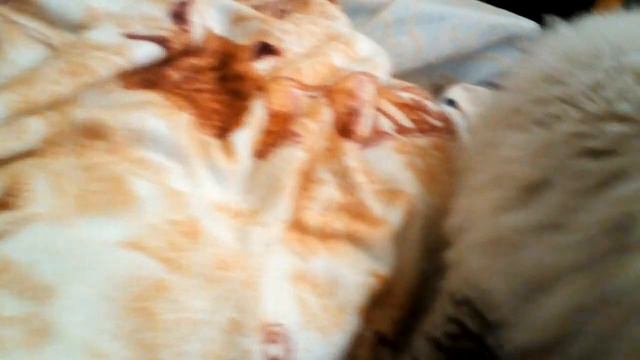 Как они всё чувствуют!!! (из старого).Чихуахуа Пулька, шотландская кошка Буня и шиншилла Боцман. смотреть онлайн