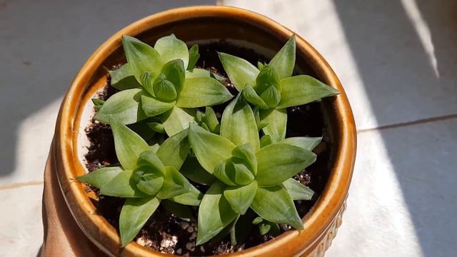 Succulent plants | protect succulents from dying | New life to succulents #vlog03 | Desert plants смотреть онлайн