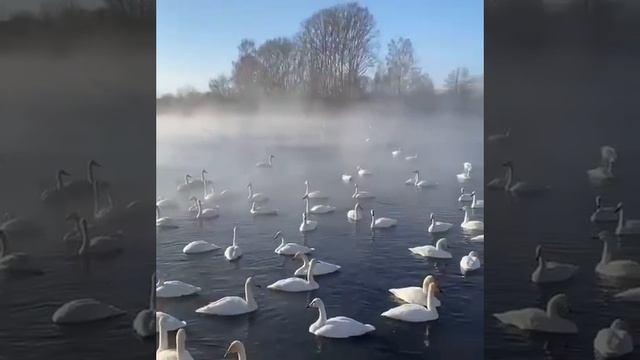 «Лебединый» сезон Озеро "Светлое" Алтайский край смотреть онлайн