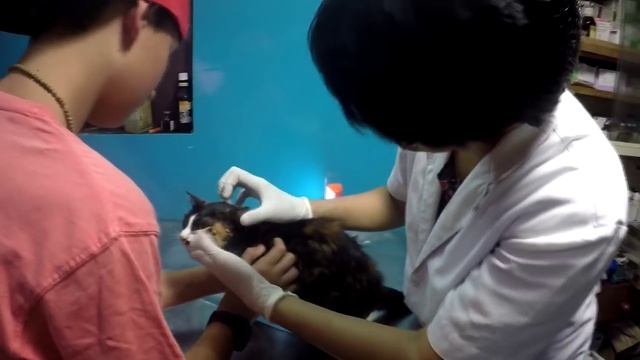ГОА. КАК Я ЛЕЧИЛ БОЛЬНУЮ КОШКУ НА ГОА. смотреть онлайн