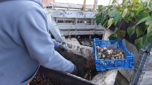 Jerusalem Artichoke Reveal ? My Personal Opinion On How To Grow Jerusalem Artichokes