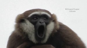 Close Up Gibbon With Its Amazing 100 Decibel Voice